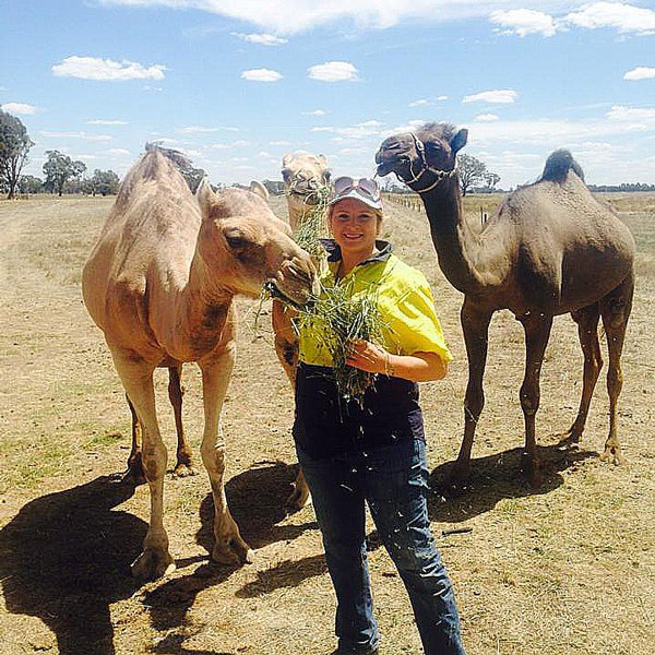 Megan和她的3隻駱駝