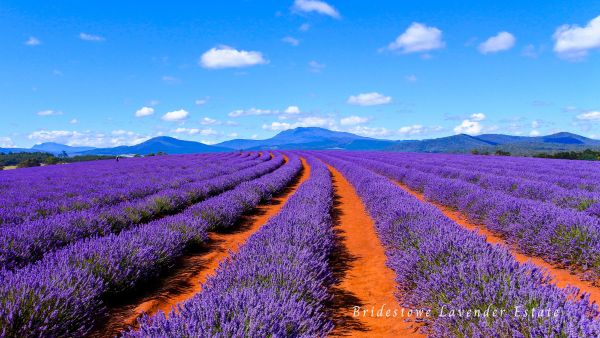 Bridestowe Lavender Estate，薰衣草花田及遠方的亞瑟山