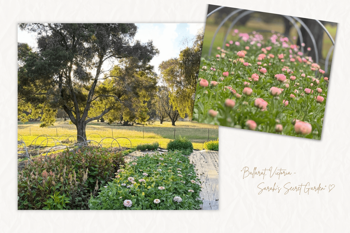 澳洲維多利亞州 Ballarat 的在地小農溯源：背景為陽光灑落的 Sarah 玫瑰農場遠景，重疊展示乾燥玫瑰花材細節，透過紙質剪貼風格傳遞職人與小農對土地的熱愛。